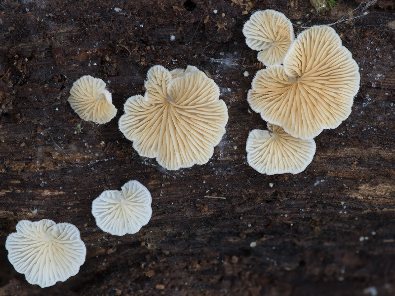 Crepidotus epibryus